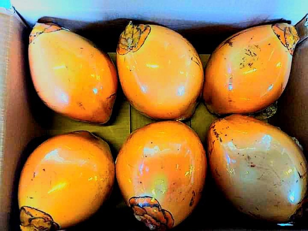 Ceylon King Coconuts from Sri Lanka